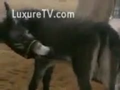 Exclusive zoo fetish episode of Mule trying to fun himself